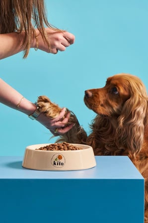 Kito Kuzu Etli Yavru Köpek Maması 2,5 KG + 6 Adet Kito Fresh Tavuk Etli %100 Taze İçerikli Mama