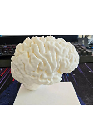 Just3dprintings Beyin Tasarımlı Kitap Tutucu