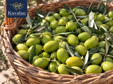 3 Kg Dalından Yeni Toplanmış Taze Domat Yeşil Zeytin - Yeni Sezon 2026/27 (İşlenmemiş - Salamurasız)