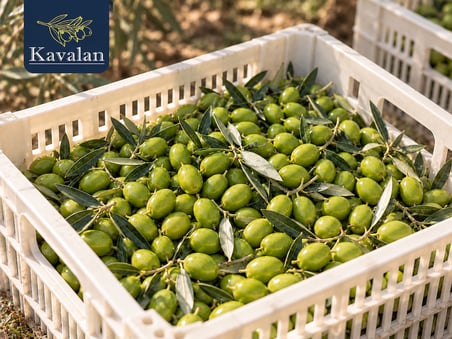 3 Kg Dalından Yeni Toplanmış Taze Domat Yeşil Zeytin - Yeni Sezon 2026/27 (İşlenmemiş - Salamurasız)