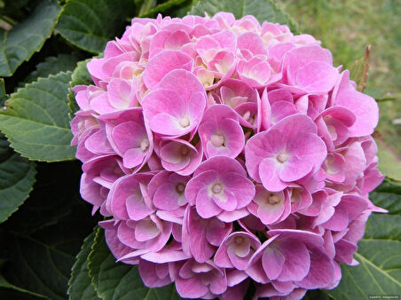 Pembe Ortanca Fidanı 10-20 Cm