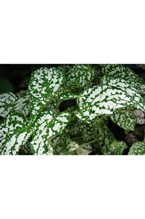 Hostes Çiçeği Hypoestes Phyllostachya Beyaz Benek 10-20 Cm