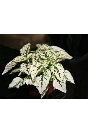 Hostes Çiçeği Hypoestes Phyllostachya Beyaz Benek 10-20 Cm