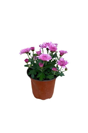 Mor Kasımpatı Krizantem Chrysanthemum Saksılı 10-20 cm