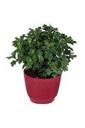 Mor Kasımpatı Krizantem Chrysanthemum Saksılı 10-20 cm