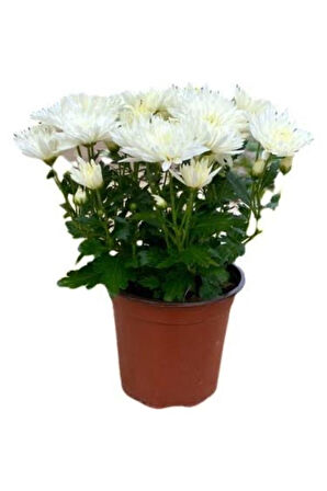 White Beyaz Renk Kasımpatı Krizantem Chrysanthemum 10-20 cm
