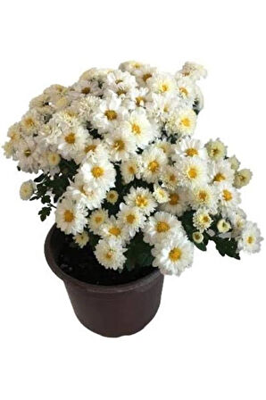 White Beyaz Renk Kasımpatı Krizantem Chrysanthemum 10-20 cm
