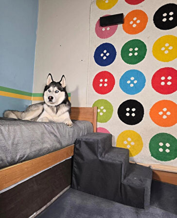 Holidog Büyük Boy Kedi Ve Köpek Merdiveni Ortopedik Basamaklı Fermuarlı Sert Süngerli 40cm X 52cm X 52cm