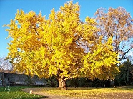 2 Yaş Ginkgo biloba Mabet Ağacı Fidanı