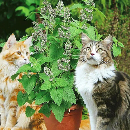 Ata Tohumları Geleneksel  Catnip Kedi Nanesi Tohumu (20 tohum )