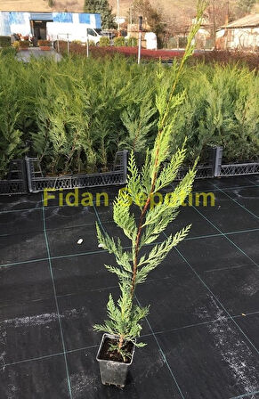 100 Adet Leylandi Fidanı Paketi ( Cupressocyparis leylandii )