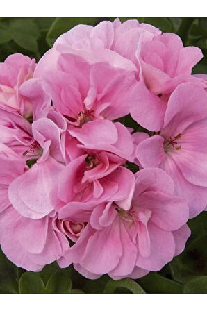 Pembe Sakız Sardunya Çiçeği Fidanı 10cm-30cm