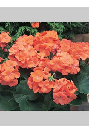Turuncu Sakız Sardunya Çiçeği Fidanı 10cm-30cm