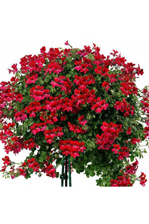 Kırmızı Sakız Sardunya Çiçeği Fidanı 10cm-30cm