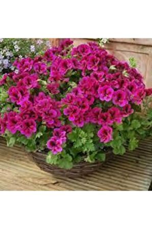 Sardunya Çiçeği Fidanı 10cm-30cm