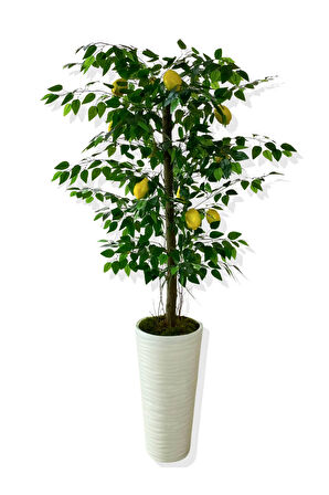 YAPAY AĞAÇ LİMON AĞACI 170 CM 56X30X20 BEYAZ KUMSAL SAKSI