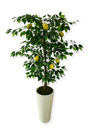 YAPAY AĞAÇ LİMON AĞACI 170 CM 56X30X20 BEYAZ KUMSAL SAKSI
