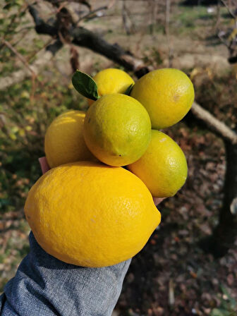 Yediveren Dikenli Limon Taze 