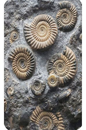 Eliana Home Dijital Baskı 2'li Banyo Paspas Takımı  LNA5245 100x60 ve 60x50 cm