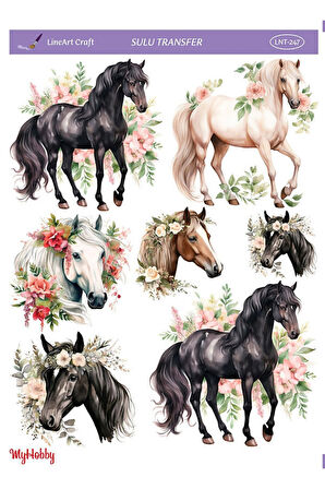 SULU TRANSFER LNT247