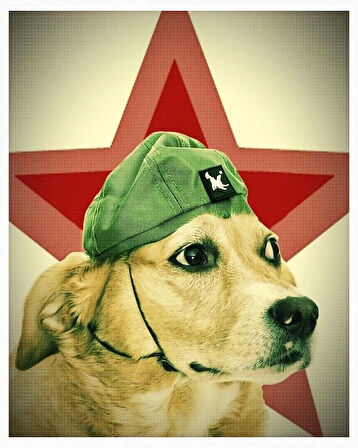 Küçük ve Orta Irk Köpekler için Şapka - CHE