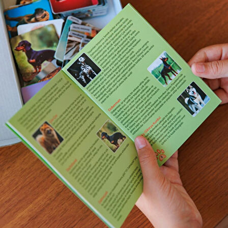 KÖPEK CİNSLERİ Eğitici çocuk eşleştirme hafıza geliştirme oyunları Memory 48 kart + Bilgi Broşürü