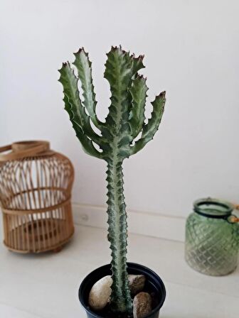 Euphorbia Lactea 45cm