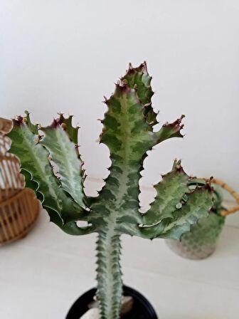 Euphorbia Lactea 45cm