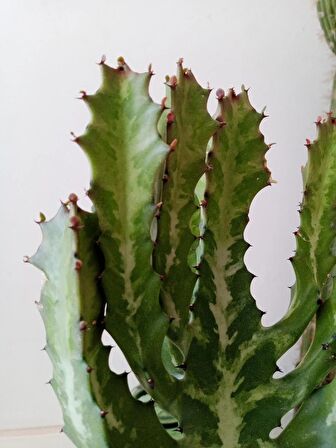 Euphorbia Lactea 45cm