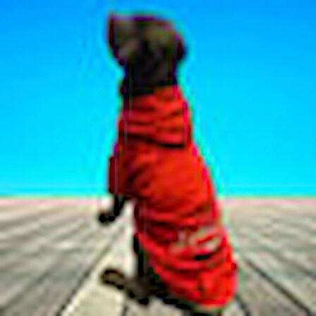 Alphadog Leader Red Orta-Büyük Irk Köpek Sweatshirtü (11 kg-36 kg arası köpeklere uygundur)