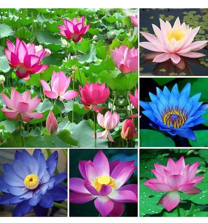 Lexroo 20 Adet Lotus Çiçeği Tohumu Nilüfer Çiçeği Karışık Renkli Orjinal Lotus Su ve Toprakta
