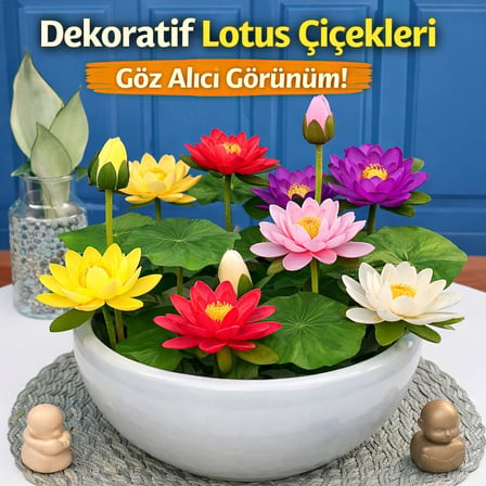 Lexroo 20 Adet Lotus Çiçeği Tohumu Nilüfer Çiçeği Karışık Renkli Orjinal Lotus Su ve Toprakta