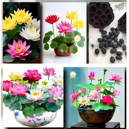 Lexroo 20 Adet Lotus Çiçeği Tohumu Nilüfer Çiçeği Karışık Renkli Orjinal Lotus Su ve Toprakta