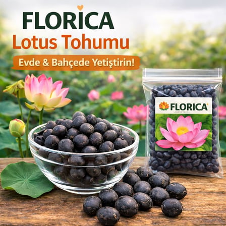 Lexroo Lotus Çiçeği Tohumu 5 Adet – Nilüfer Çiçeği Tohumu Nadir Kutsal Lotus