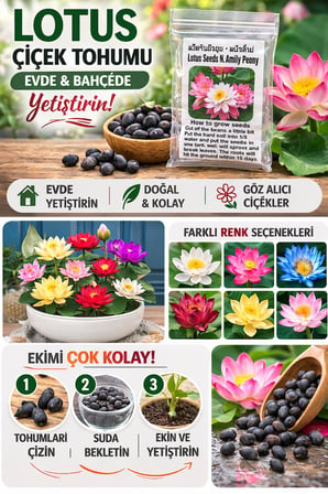Lexroo Lotus Çiçeği Tohumu 5 Adet – Nilüfer Çiçeği Tohumu Nadir Kutsal Lotus