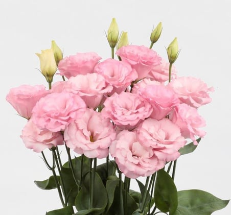 megcito Lisianthus Çiçeği Tohumu (Katmerli, Bodur) Pembe Renkli - 5 Tohum