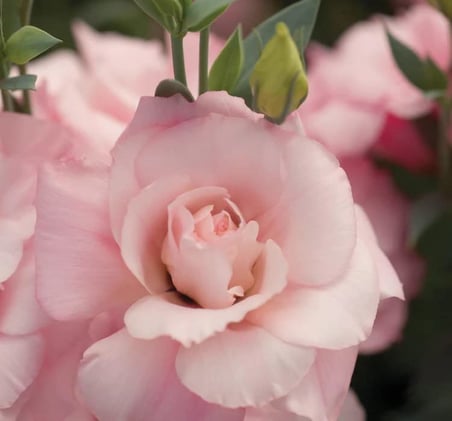 megcito Lisianthus Çiçeği Tohumu (Katmerli, Bodur) Pembe Renkli - 5 Tohum