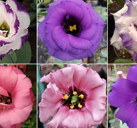 megcito Lisianthus Çiçeği Tohumu (Katmerli, Bodur) Pembe Renkli - 5 Tohum