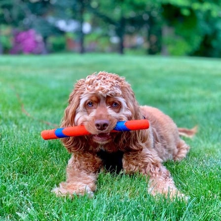 Chuckit! Ultra Fetch Stick Köpek Oyuncağı