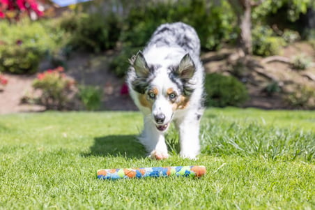 Chuckit! Eco Fetch Stick  Köpek Oyuncağı