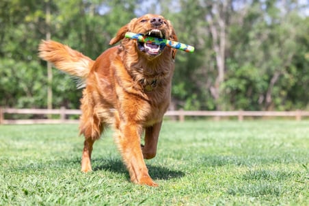 Chuckit! Eco Fetch Stick  Köpek Oyuncağı