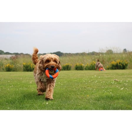 Chuckit! Ultra Ring Kauçuk Köpek Oyuncağı – Yüksek Görünürlük, Uzun Ömürlü Çiğneme Oyuncağı