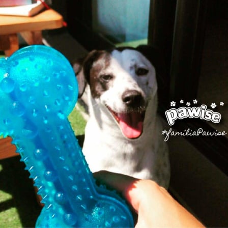 Pawise Tırtıklı Kemik Köpek Oyuncağı 12 cm