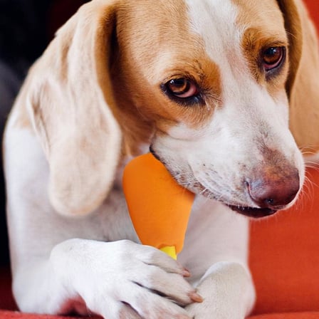 Orret Home But Şeklinde Sesli Köpek Çiğneme Oyuncağı, Dayanıklı ve Eğlenceli