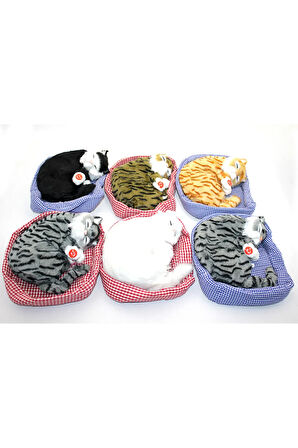 Yastıkda Uyuyan Horlayan Kedi Sesli