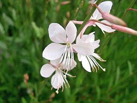 Saksılı Gaura Çiçeği Fidanı 20 -40 cm Oenothera Lindheimeri ??