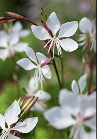 Saksılı Gaura Çiçeği Fidanı 20 -40 cm Oenothera Lindheimeri ??