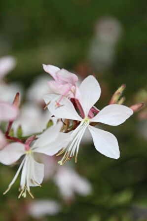 Saksılı Gaura Çiçeği Fidanı 20 -40 cm Oenothera Lindheimeri ??