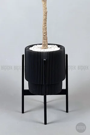 Keman Yapraklı Kauçuk Bitkisi Fiddle Lyrata Gala Saksı 175-200 cm
