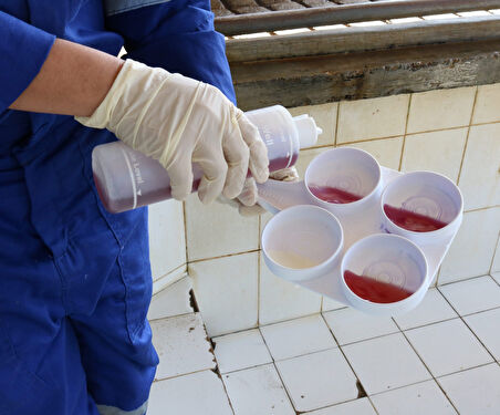 Mastitis Test Diski Beyaz Ekonomik